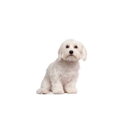Health Panel: Cavachon
