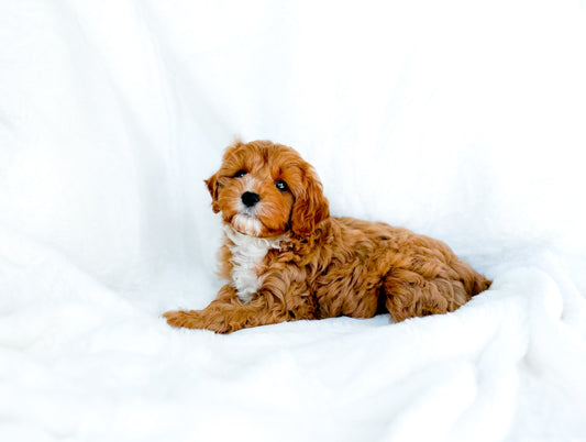 Health Panel: Cavapoo