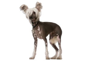 Health Panel: Chinese Crested
