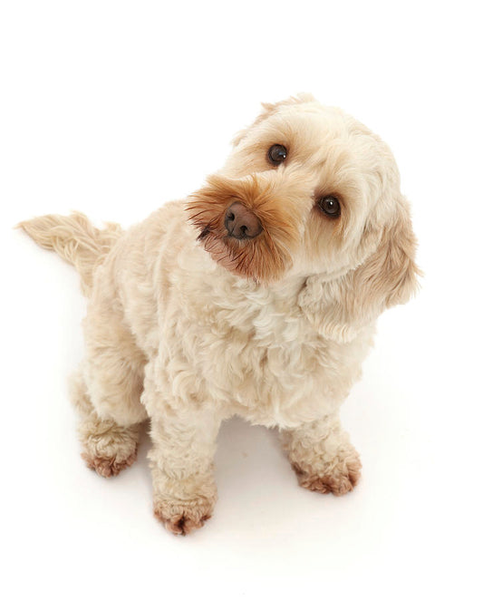 Health Panel: Cockapoo