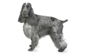 Health Panel: Cocker Spaniel