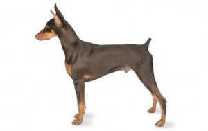 Health Panel: Dobermann