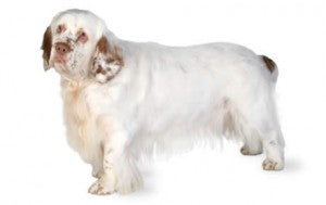 Health Panel: Clumber Spaniel