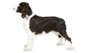 Health Panel: English Springer Spaniel