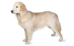 Health Panel: Golden Retriever