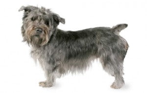 Health Panel: Glen of Imaal Terrier