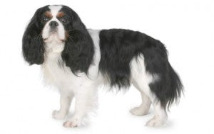 Health Panel: Cavalier King Charles Spaniel