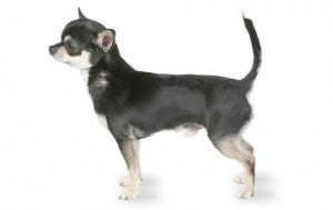 Health Panel: Chihuahua