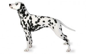 Health Panel: Dalmatian