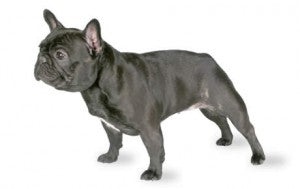 Health Panel: French Bulldog