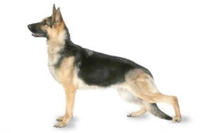 Health Panel: German Shepherd