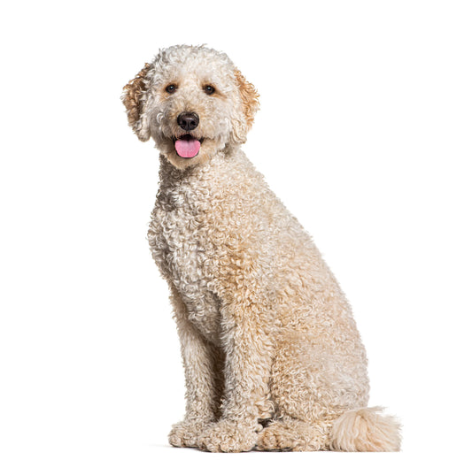 Health Panel: Goldendoodle